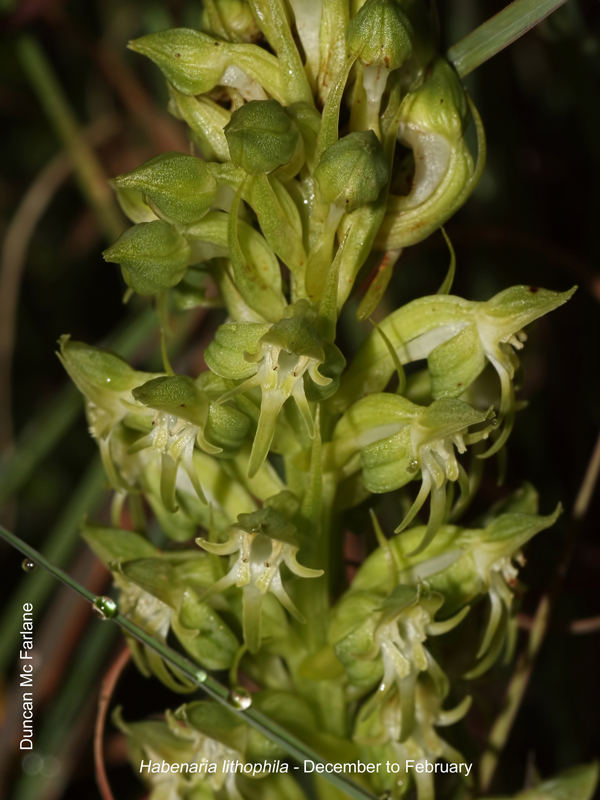 Habenaria lithophila by Duncan McFarlane 01.jpg