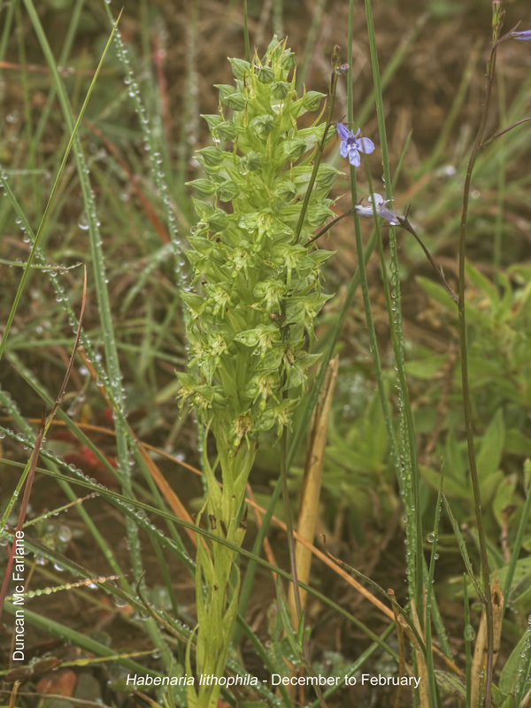Habenaria lithophila by Duncan McFarlane 01.jpg