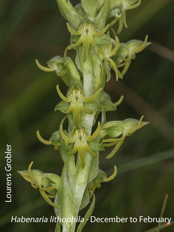 Habenaria lithophila by Lourens Grobler 