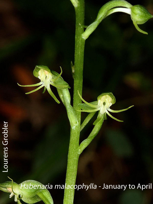 Habenaria malacophylla by Lourens Grobler