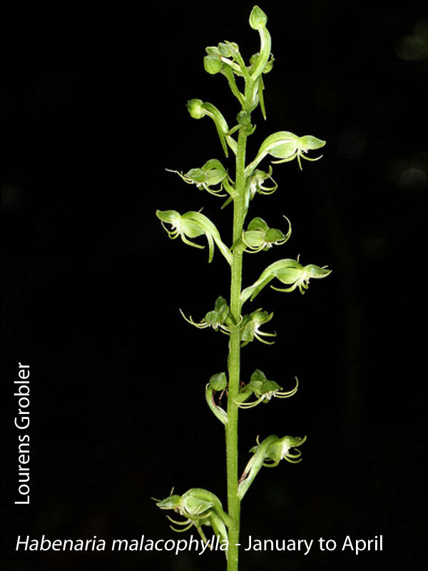 Habenaria malacophylla by Lourens Grobler