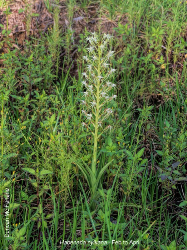 Habenaria nyikana by Duncan McFarlane
