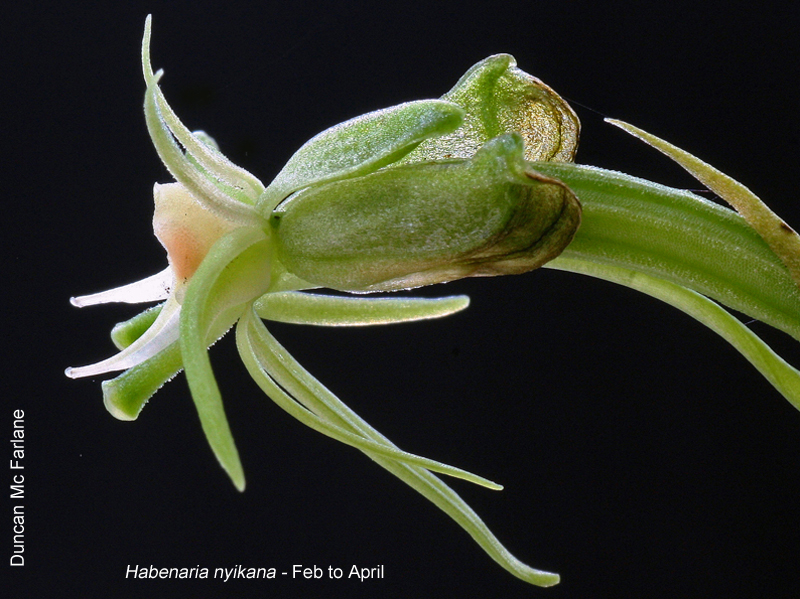Habenaria nyikana by Duncan McFarlane