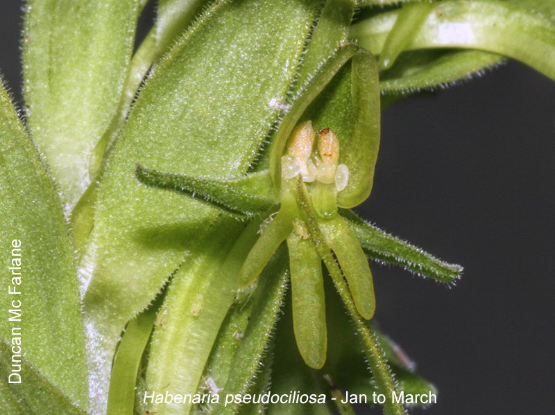 Habenaria pseudociliosa by Duncan McFarlane