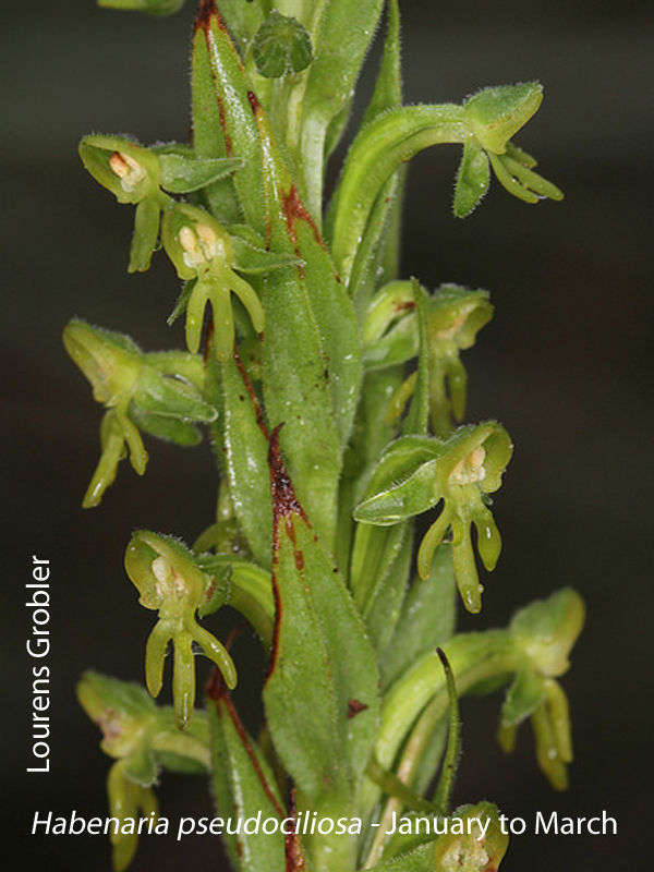 Habenaria pseudociliosa by Lourens Grobler
