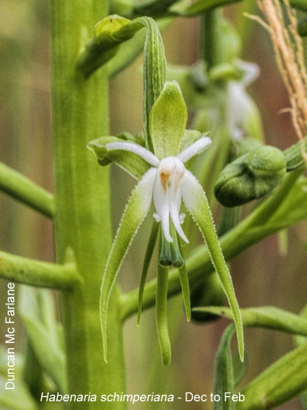 Habenaria schimperiana by Duncan McFarlane