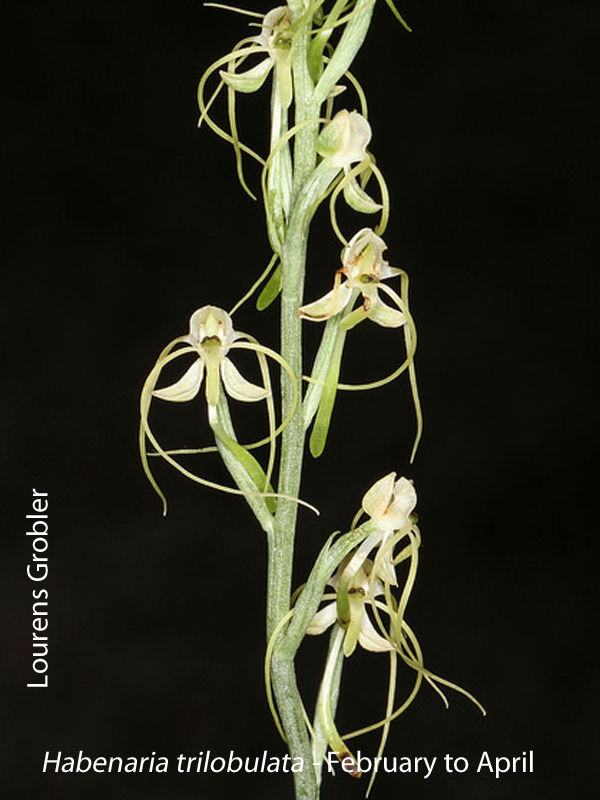 Habenaria trilobulata by Lourens Grobler