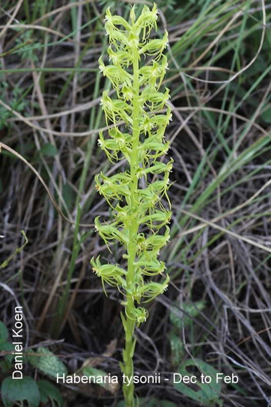 Habenaria tysonii by Daniel Koen