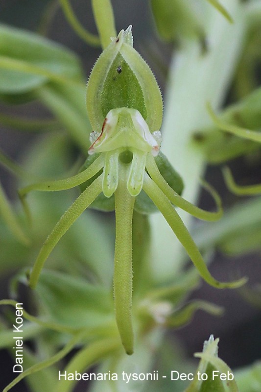 Habenaria tysonii by Daniel Koen