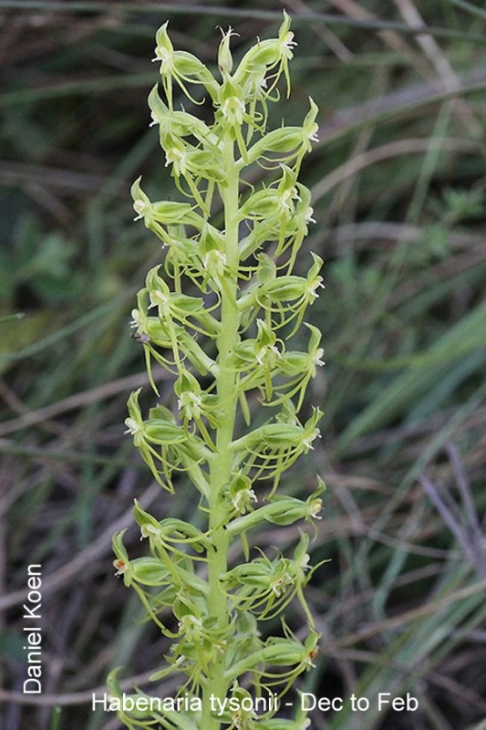 Habenaria tysonii by Daniel Koen