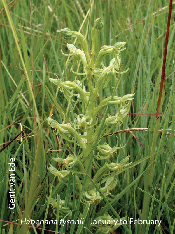 Habenaria tysonii by Gerrit van Ede