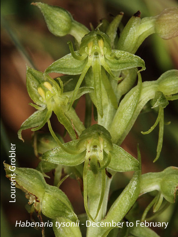 Habenaria tysonii by Lourens Grobler 