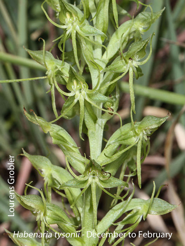 Habenaria tysonii by Lourens Grobler 