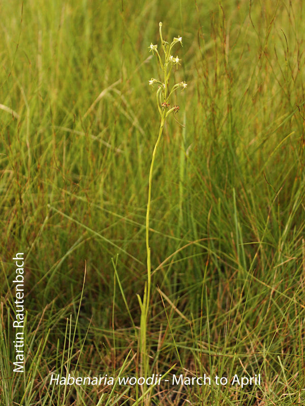 Habenaria woodii by Martin Rautenbach