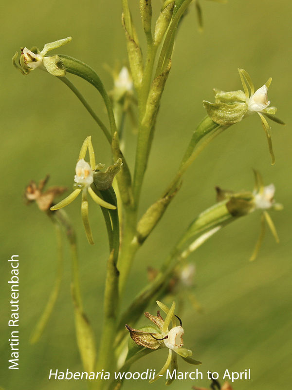 Habenaria woodii by Martin Rautenbach