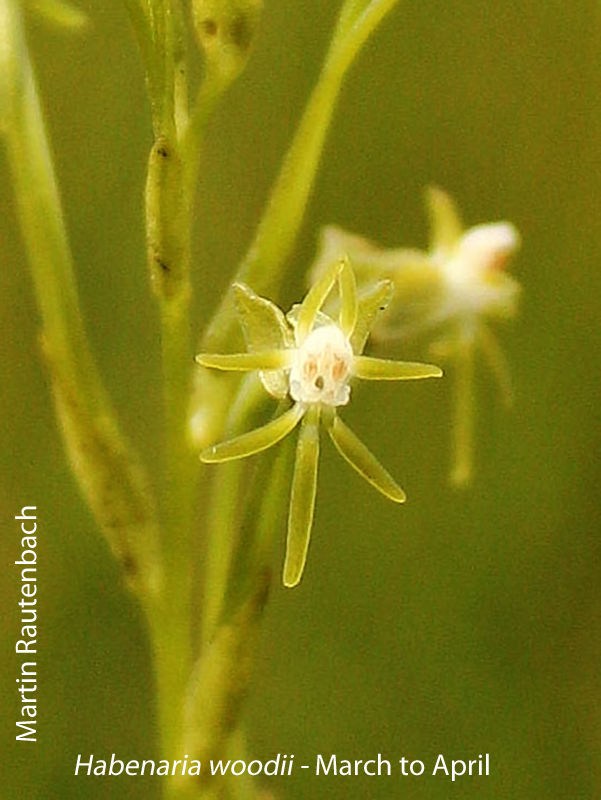Habenaria woodii by Martin Rautenbach