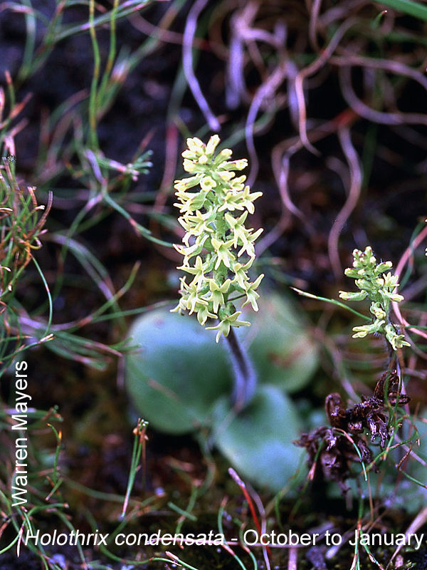 Holothrix condensata by Warren Mayers 01