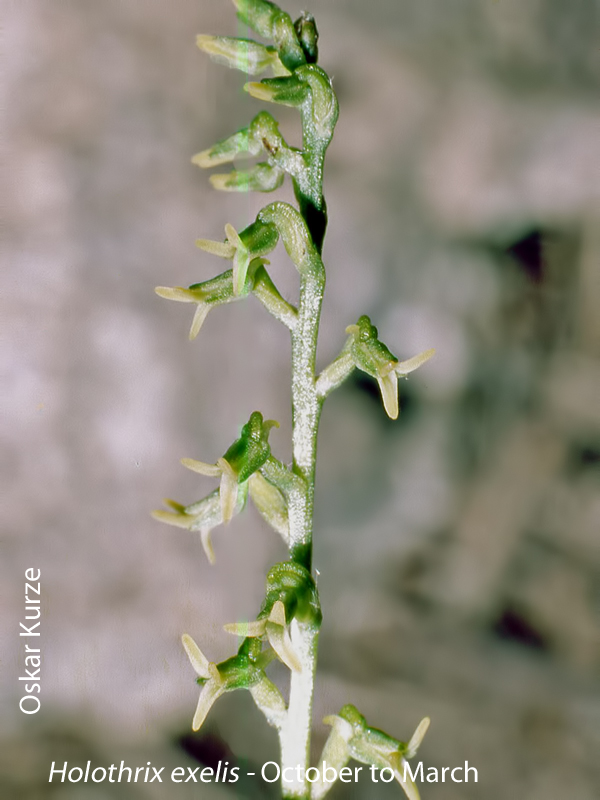 Holothrix exilis by Oskar Kurze