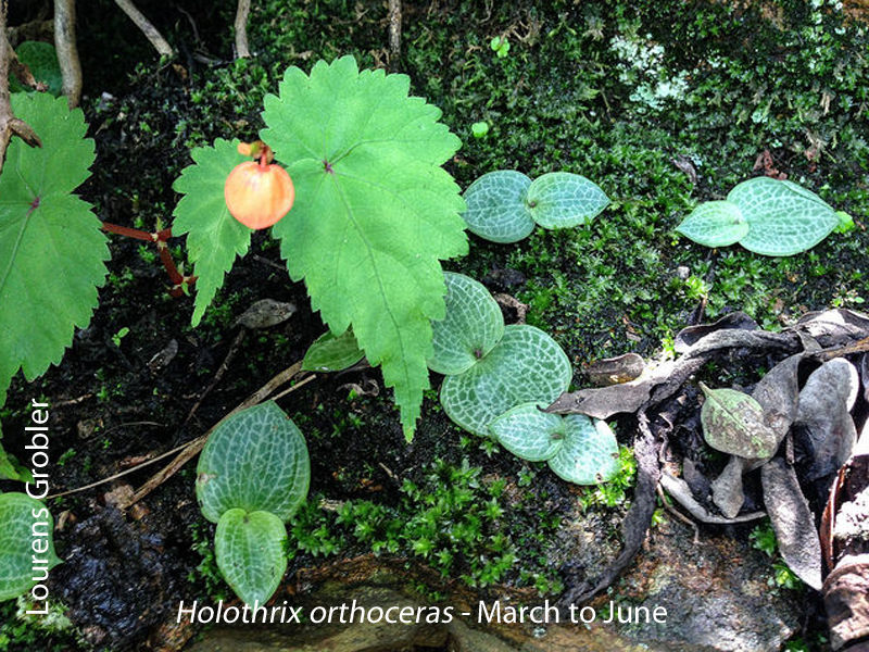 Holothrix orthoceras by Lourens Grobler 