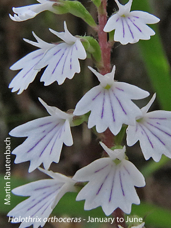 Holothrix orthoceras by Martin Rautenbach