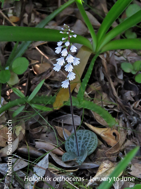 Holothrix orthoceras by Martin Rautenbach