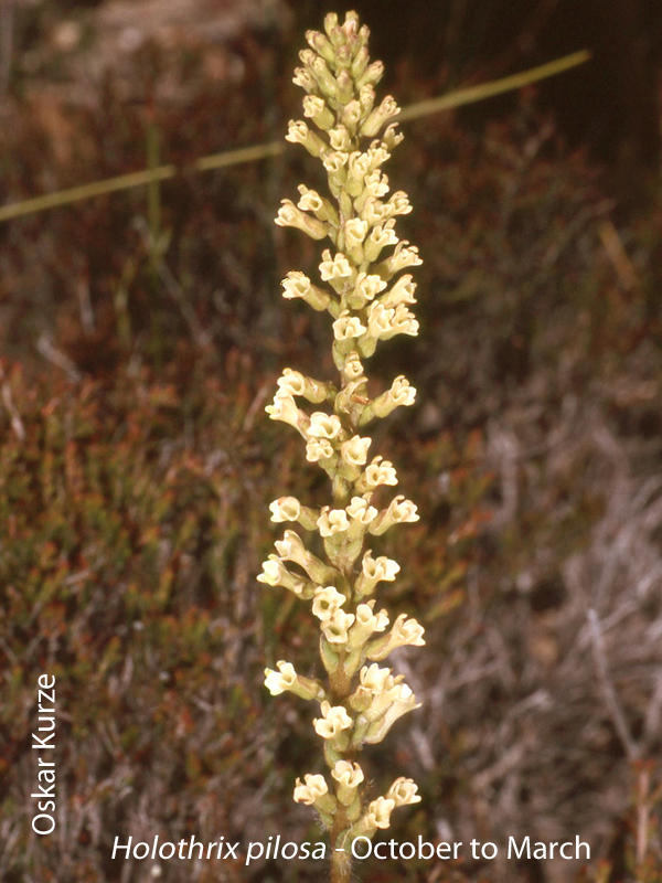 Holothrix pilosa by Oskar Kurze