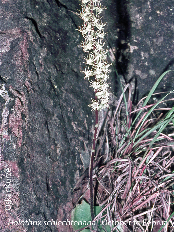 Holothrix schlechteriana by Oskar Kurze