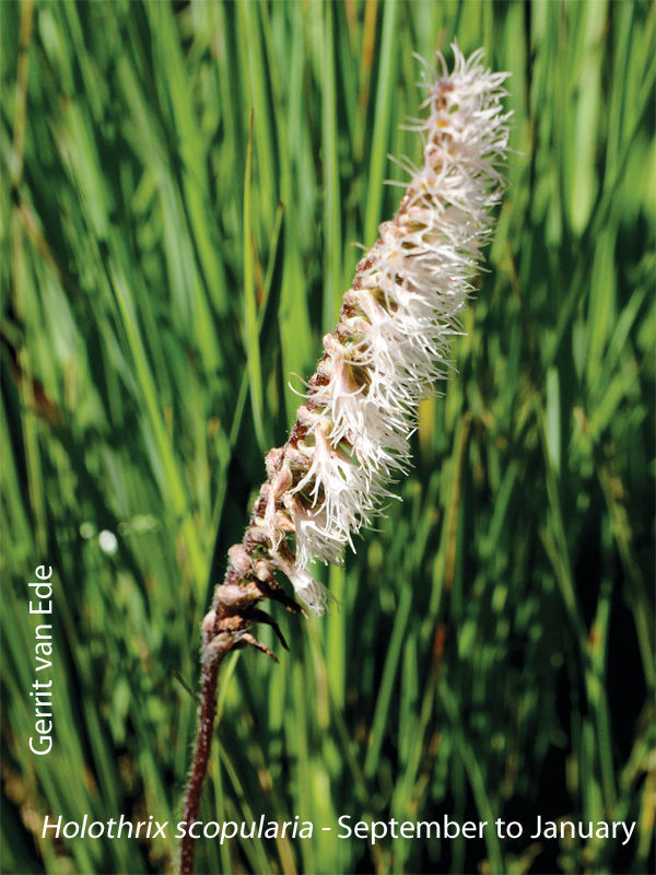 Holothrix scopularia by Gerrit van Ede