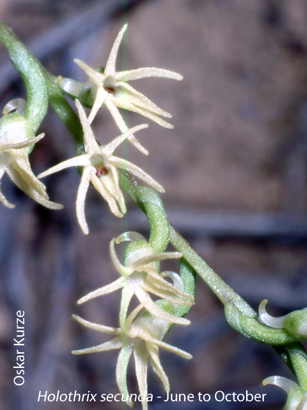 Holothrix secunda by Oskar Kurze