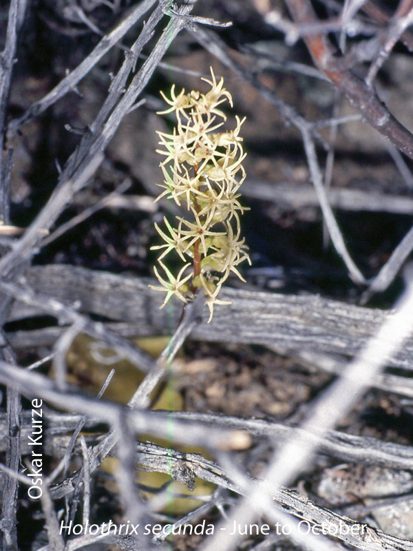 Holothrix secunda by Oskar Kurze