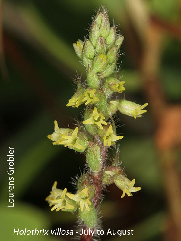 Holothrix villosa by Lourens Grobler