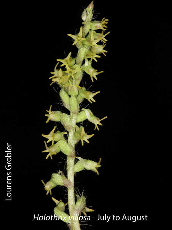 Holothrix villosa by Lourens Grobler 