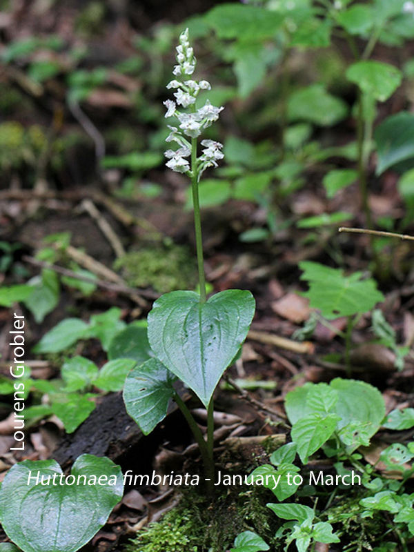 Huttonaea fimbriata by Lourens Grobler