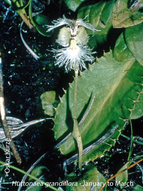 Huttonaea grandiflora by Oskar Kurze