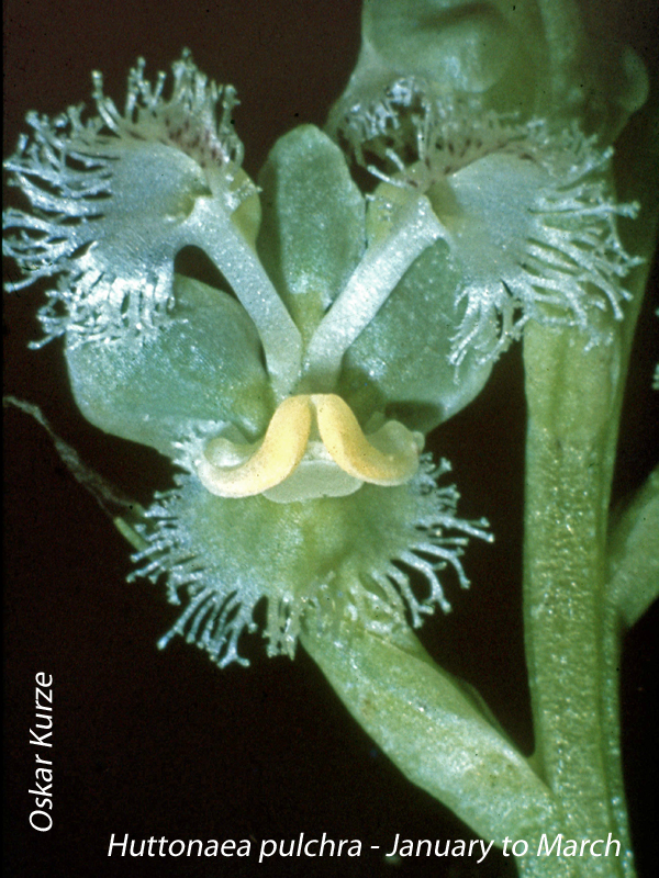 Huttonaea pulchra by John Scott