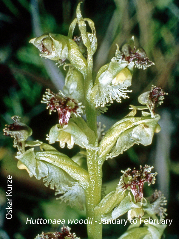 Huttonaea woodii by Oskar Kurze