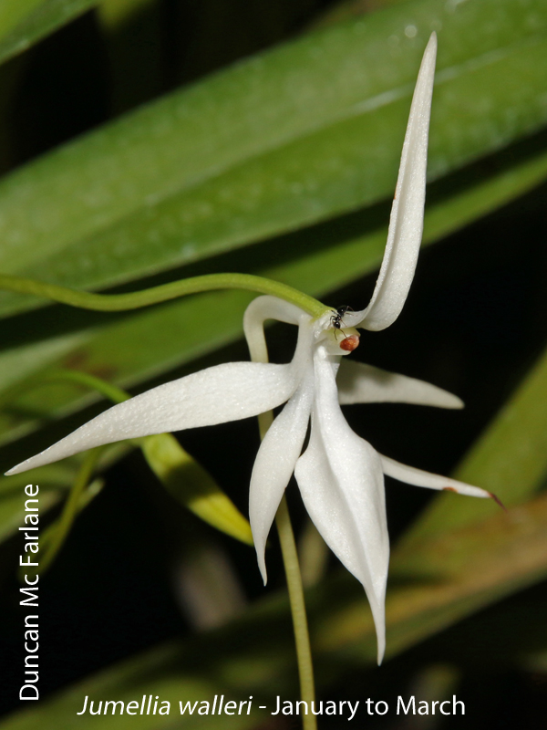 Jumellea walleri by Duncan Mc Farlane