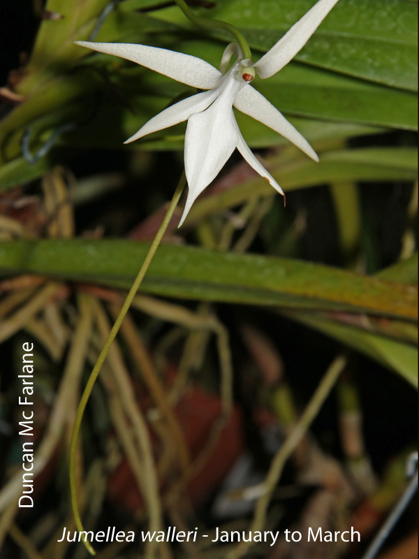 Jumellea walleri by Duncan Mc Farlane