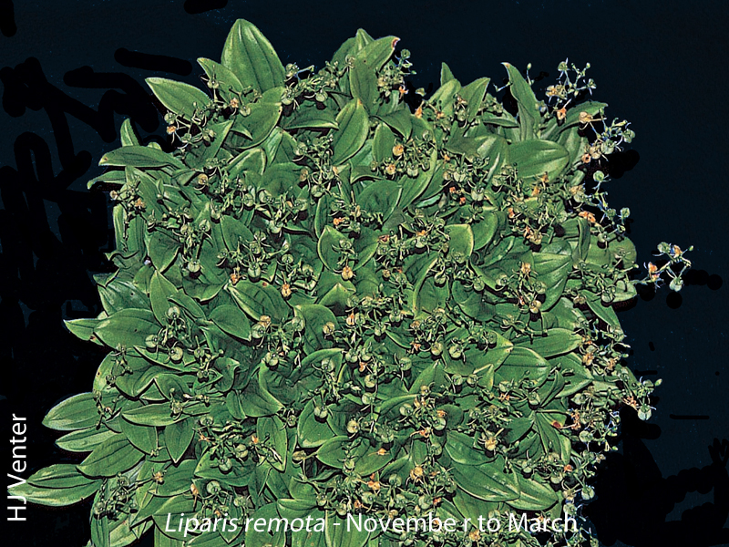 Liparis remota by HJ Venter