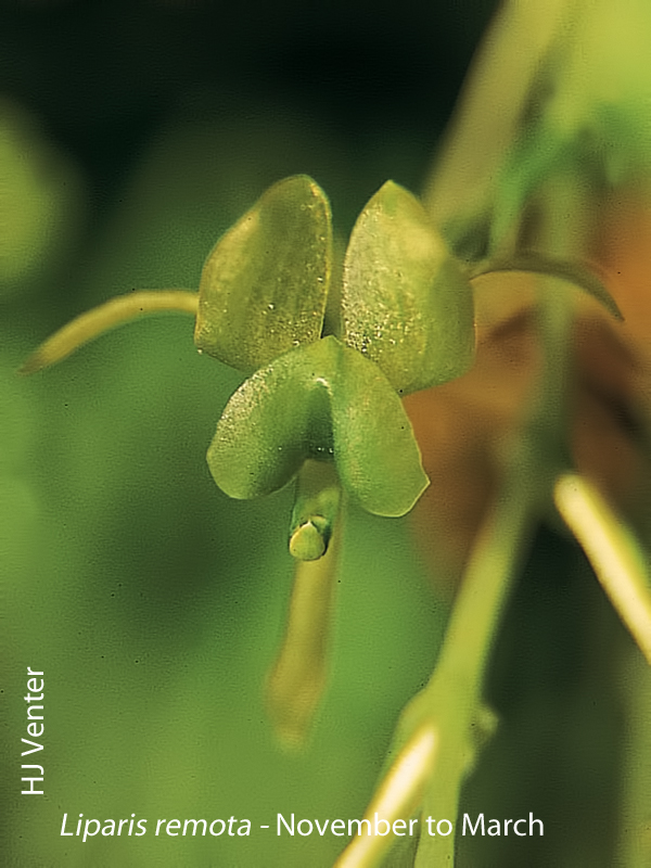 Liparis remota by HJ Venter