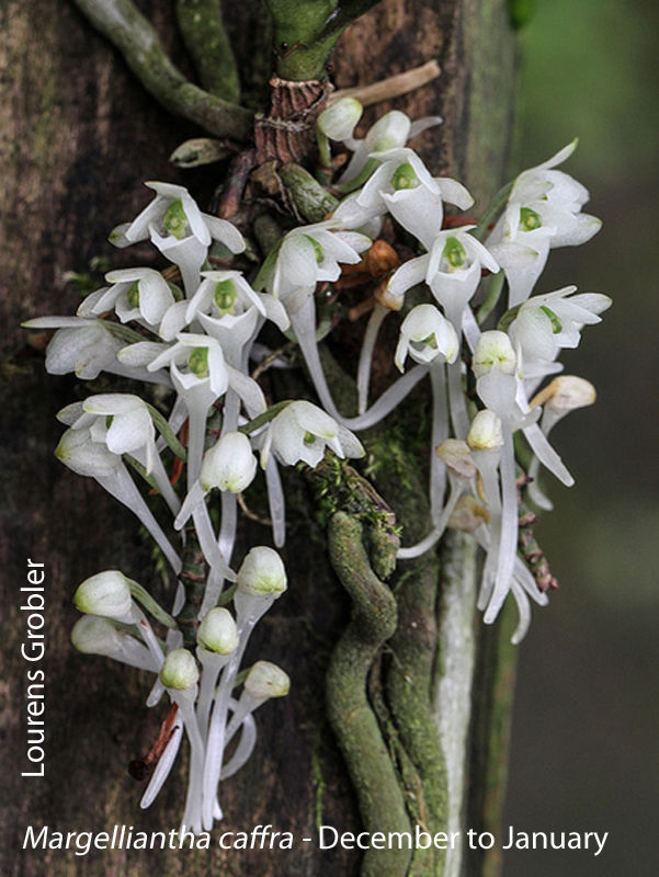Margelliantha caffra by Lourens Grobler