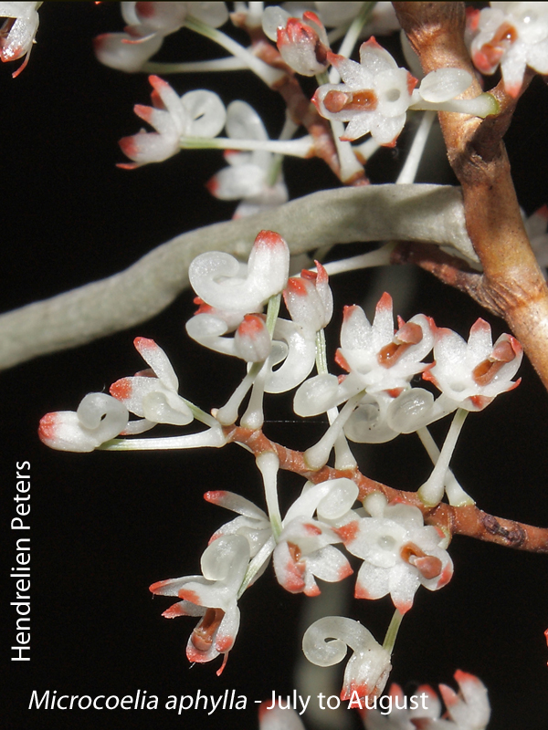 Microcoelia aphylla by Hendrelien Peters