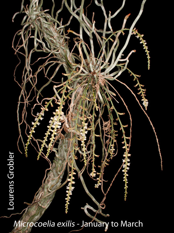 Microcoelia exilis by Lourens Grobler