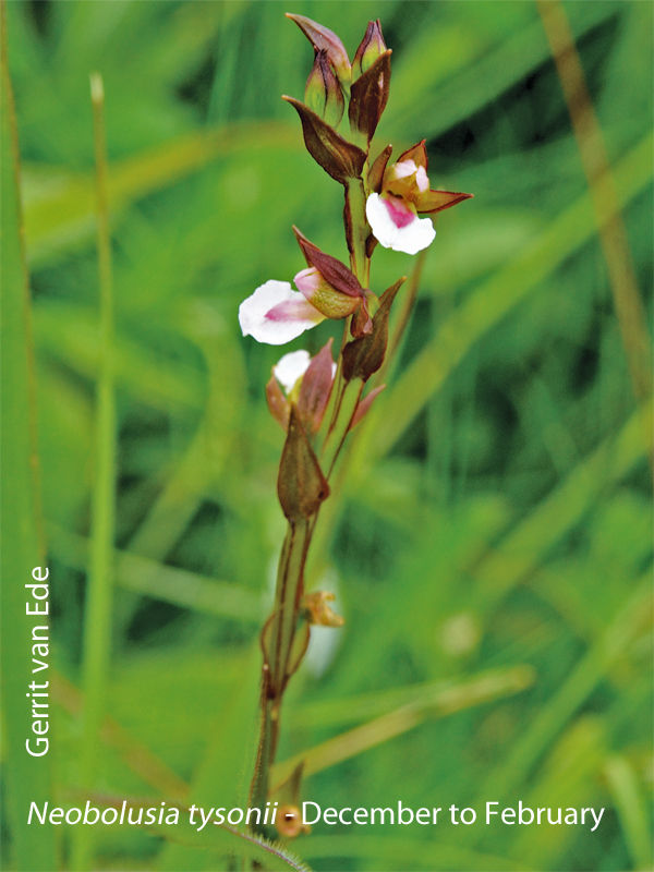 Neobolusia tysonii by Gerrit van Ede