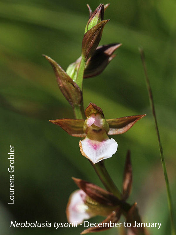 Neobolusia tysonii by Lourens Grobler 