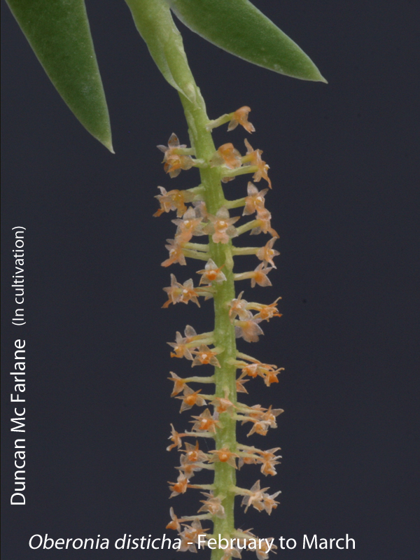 Oberonia distichya by Duncan Mc Farlane