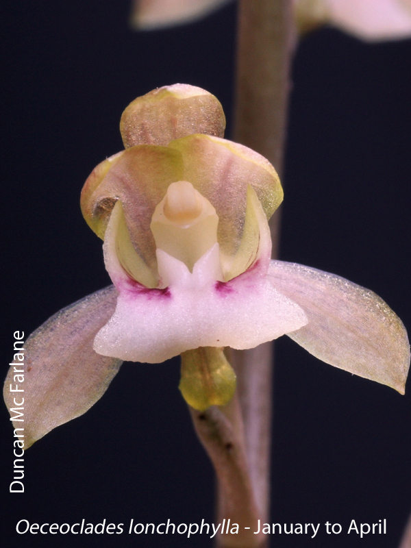 Oeceoclades lonchophylla by Duncan Mc Farlane