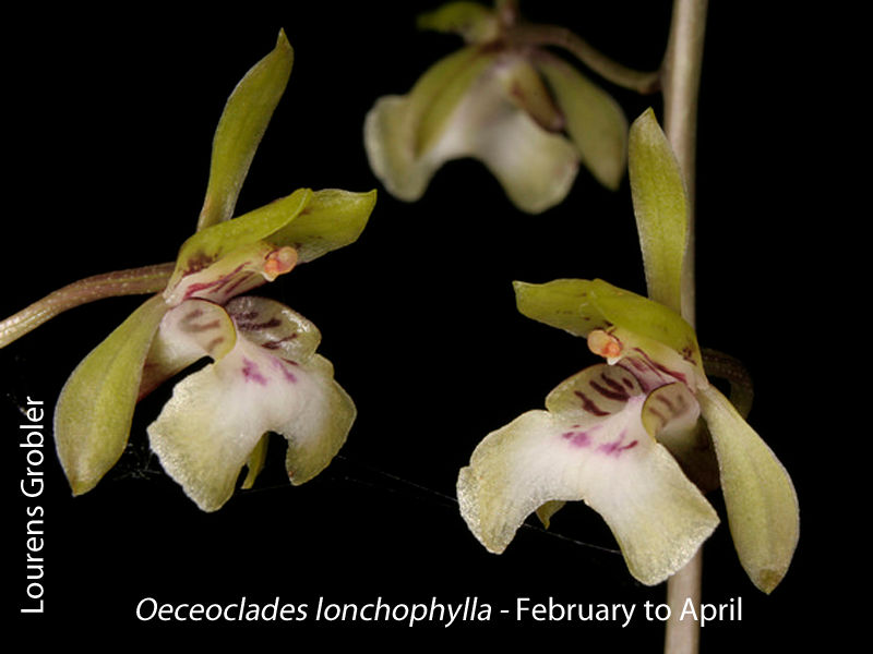 Oeceoclades lonchophylla by Lourens Grobler