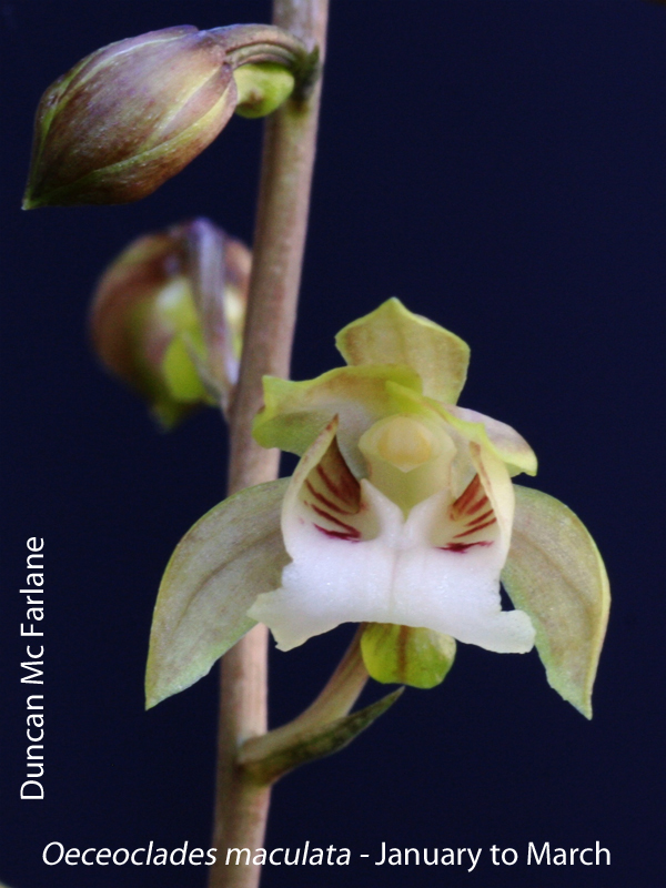 Oeceoclades maculata by Duncan Mc Farlane