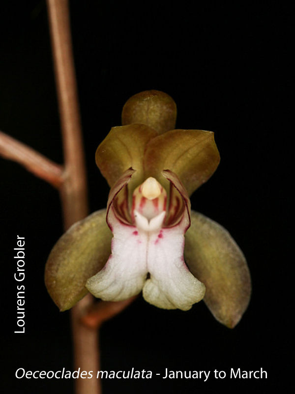 Oeceoclades maculata by Lourens Grobler 